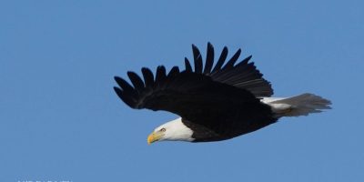 Kip Earney Eagle Wings
